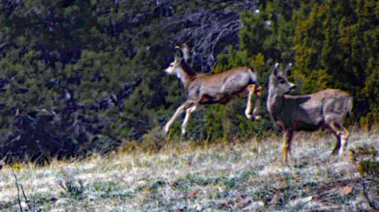antelope deer running